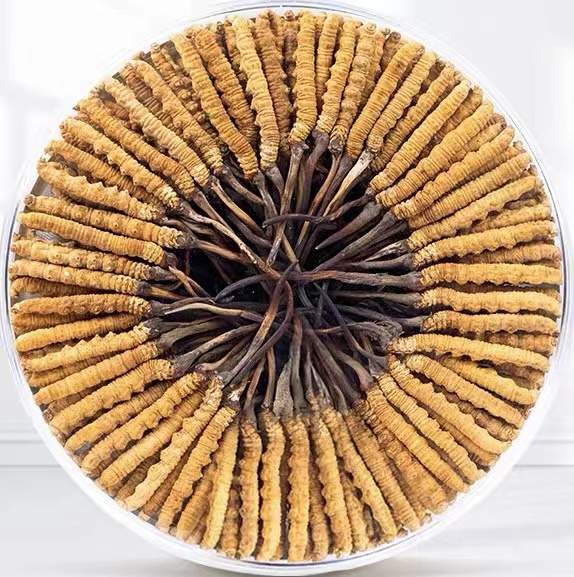 陈巴尔虎冬虫夏草回收